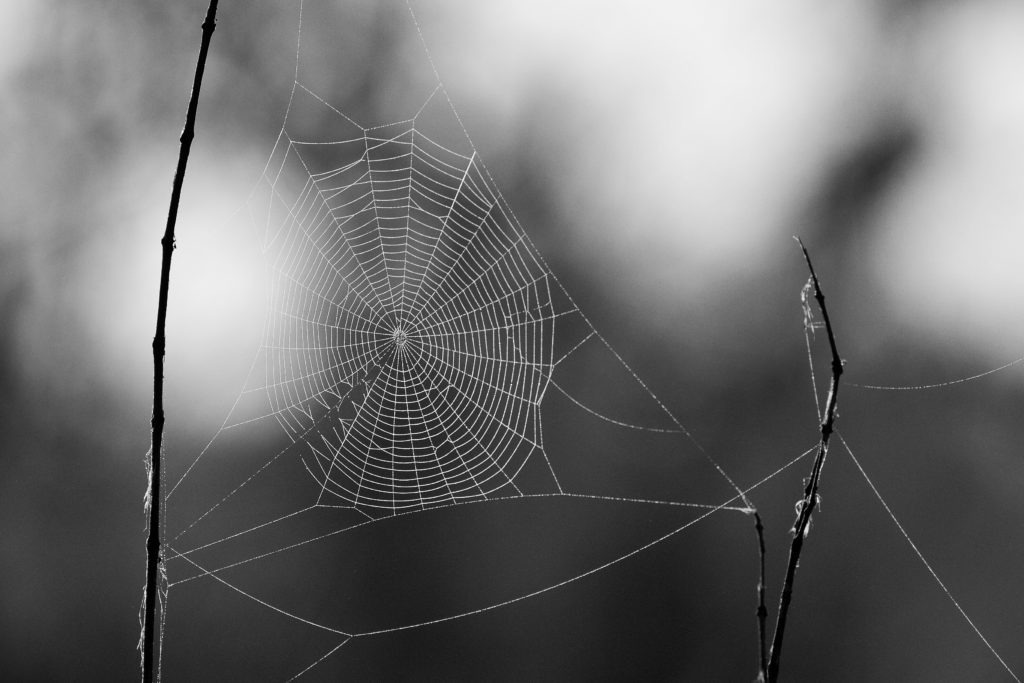 A spider's web depicting how humans are tuned for relationships - Boyd Varty