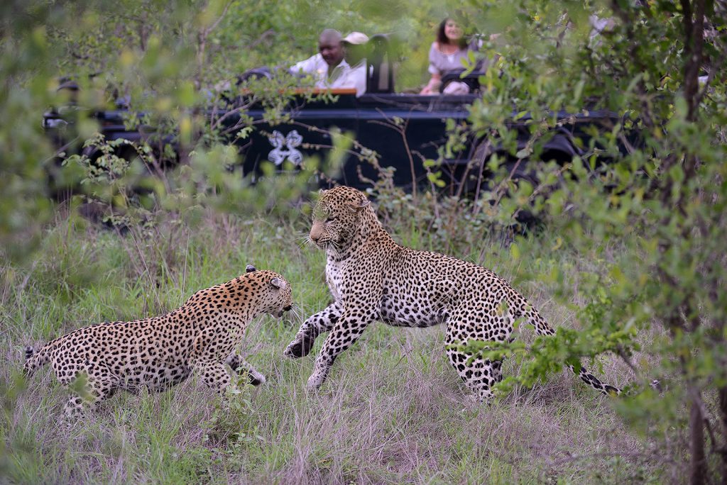 Leopards-of-Londolozi