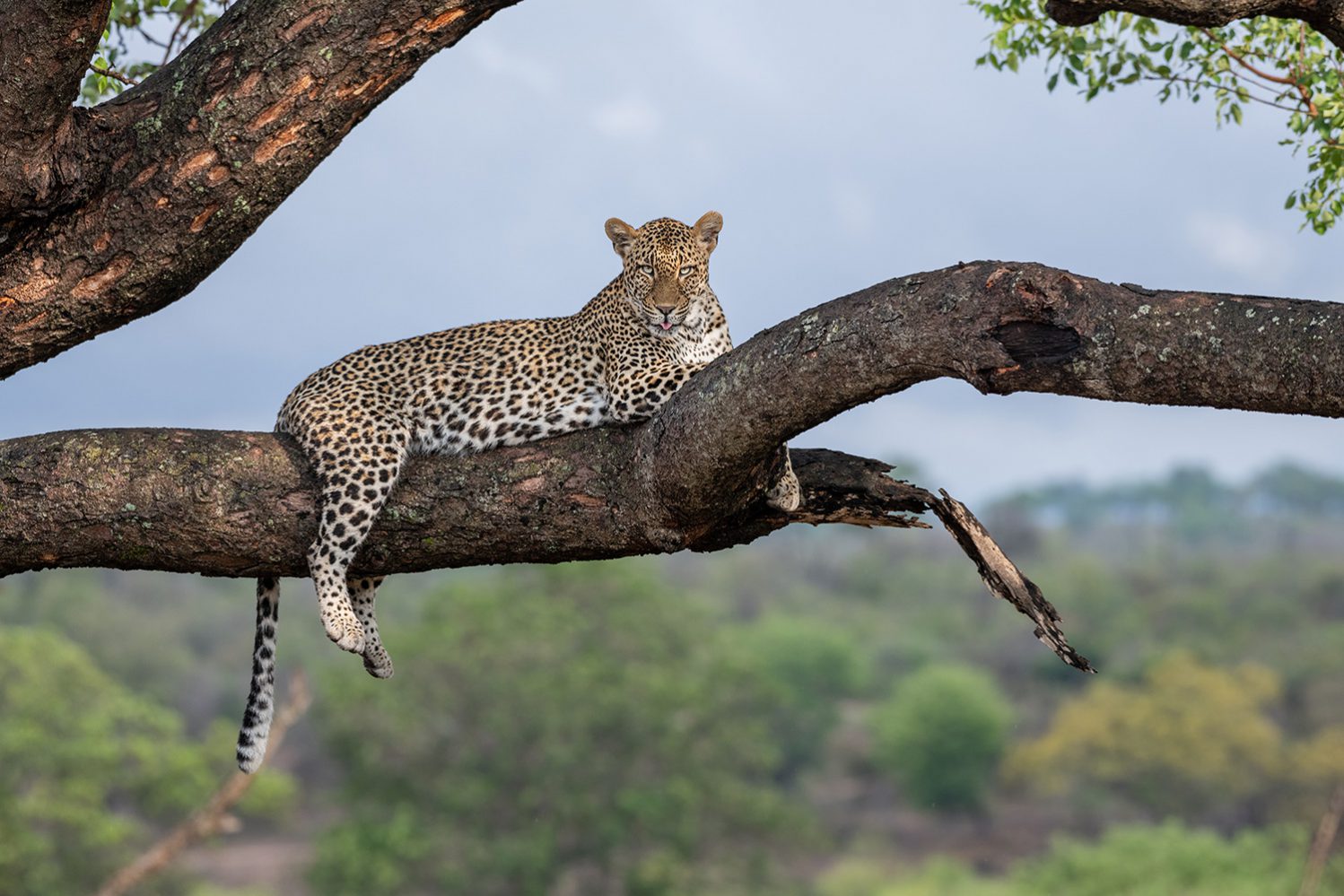 Londolozi Learning Journey