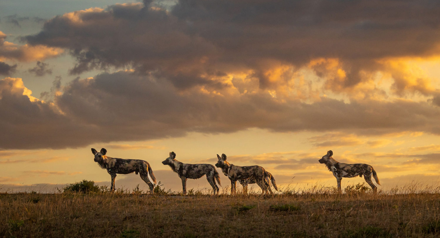 Londolozi Safari Experience | Boyd Varty