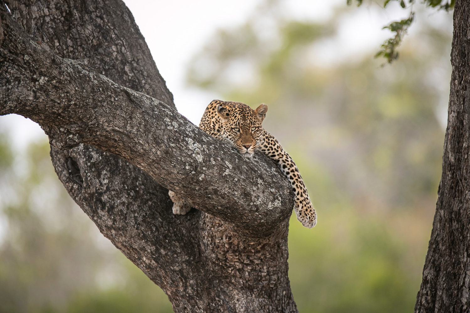 Londolozi-Leopard-Piccadilly-female-leopard | Boyd Varty